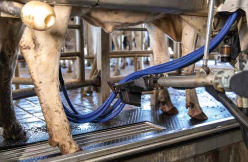 Robotic Milking:  Expectations vs Reality
